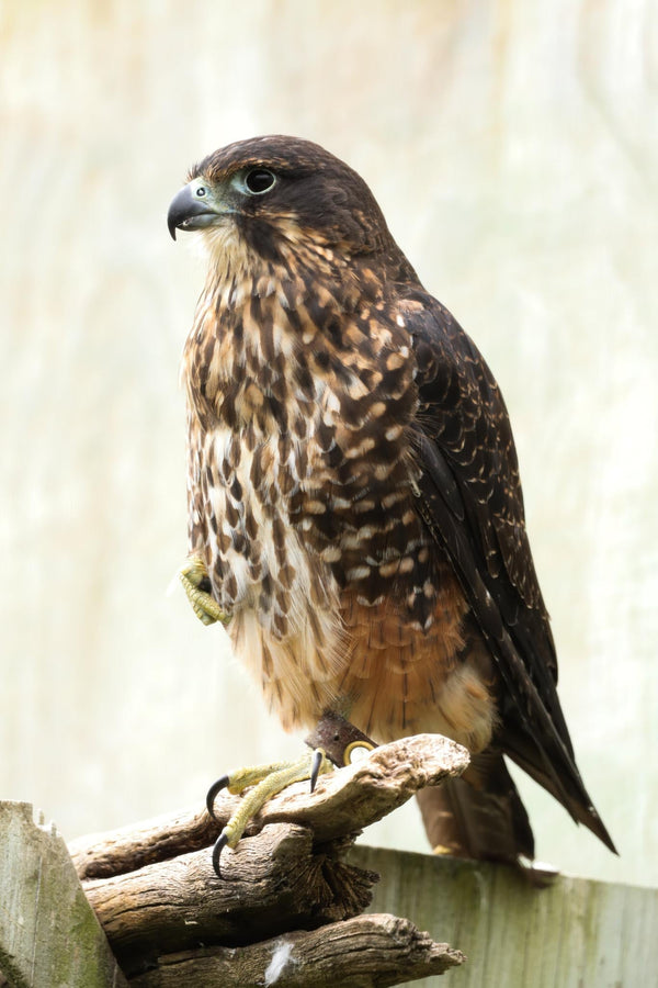 Meet Missy: The Feisty Kārearea Calling Clos Henri Home