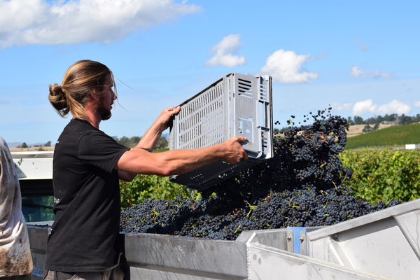 What is a clone? And which Pinot Noir clones are used at Clos Henri?